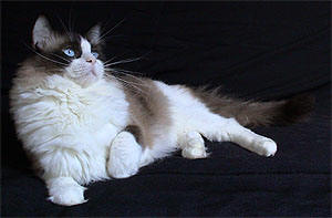 Jovem ragdoll bicolor seal de 24 meses de idade - cortesia Gatil Montana's Ragdolls