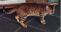 Imagem de um gato Bengal