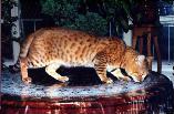 Imagem de um gato Bengal