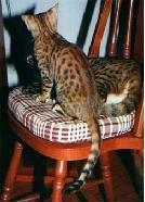 Imagem de um gato Bengal