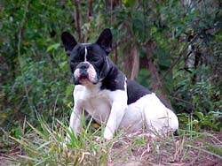 Imagem de um Bulldog Francês em família