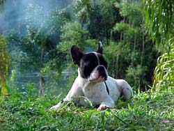 Imagem de um Bulldog Francês em destaque