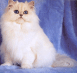 Imagem dos gatos Himalaias