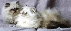 Imagem dos gatos Himalaias