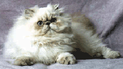 Imagem dos gatos Himalaias