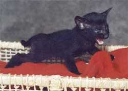Imagem de um gato oriental ebony