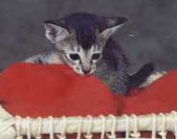Imagem de um gato oriental ebony ticked