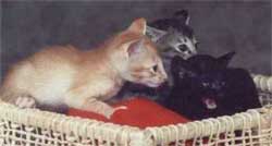 Imagem de ninhada de gatos orientais