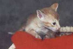 Imagem de um gato oriental vermelho