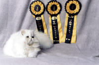 Imagem de gato persa para exposição