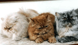Imagem de gato persa com cores variadas
