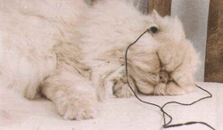 Imagem de gato persa brincando