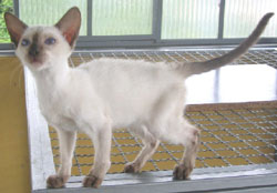 Imagem de um gato siamês