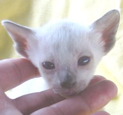 Imagem de um gato siamês