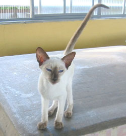 Imagem de um gato siamês