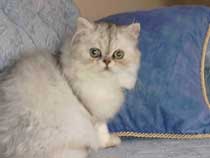 Imagem de um Silver Tabby