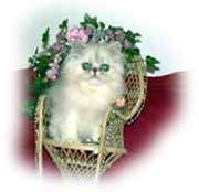 Imagem de um gato prateado
