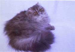 Imagem de um gato