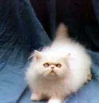 Imagem de um gato