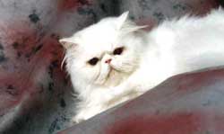 Imagem de um gato