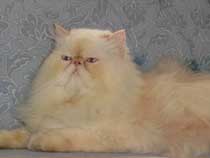 Imagem de um gato