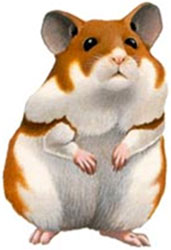 Imagem de um hamster sírio