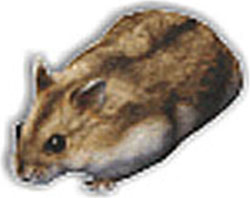 Imagem do hamster chinês