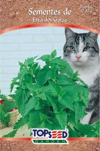 Imagem da erva catnip