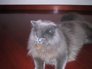 Imagem do gato Arnold