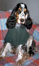Imagem do Fredy, um cocker tricolor
