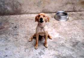 Imagem do Amarelo