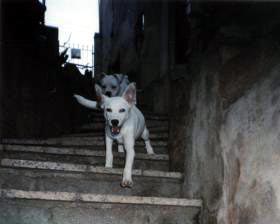 Imagem do Mailon