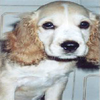 Imagem de Milly