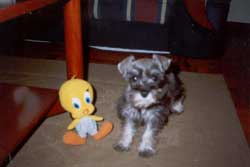 Cachorrinho Nina