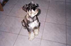 Cachorrinho Nino