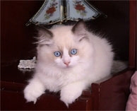 Filhote ragdoll bicolor seal de dois meses de idade - cortesia Gatil Montana's Ragdolls