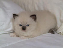 Filhote ragdoll seal mitted com 23 dias de idade - cortesia Gatil Montana's Ragdolls