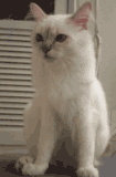 Imagem de um gato Sagrado da Birmânia
