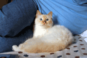 Imagem de um gato Sagrado da Birmânia
