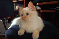 Imagem de um gato Sagrado da Birmânia