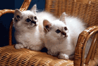 Imagem de um gato Sagrado da Birmânia