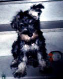 Imagem de Schnauzer com crianças