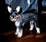 Imagem de pelagem de Schnauzer