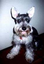 Imagem de Schnauzer Miniatura