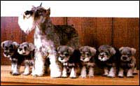 Imagem de Schnauzer em descanso