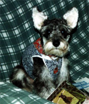 Imagem de Schnauzer em atividade