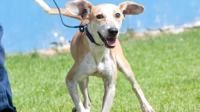 Após ser vítima de maus-tratos em Joinville, cão Jorge é adotado novamente e ganha um novo lar.