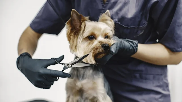 Projeto de lei aprovado em comissão na Câmara exige curso com aval veterinário e normas rigorosas para pet shops, visando o bem-estar dos animais.