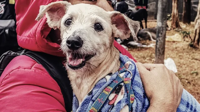 ONG MRSC faz ação para pets e tutores em situação de rua em SP