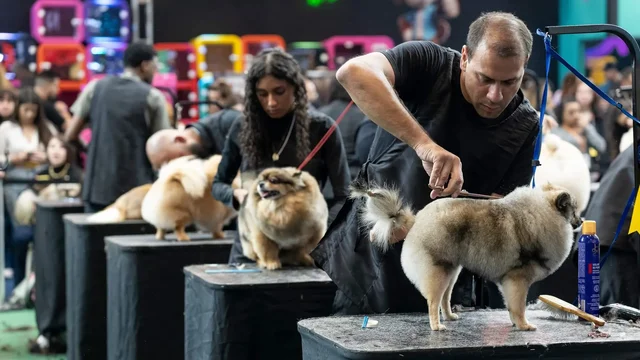 Na Pet South America, inovação, negócios e competição se encontram; Diogo (Papo Pet) analisa desafios, atualização e tendências do grooming no Brasil